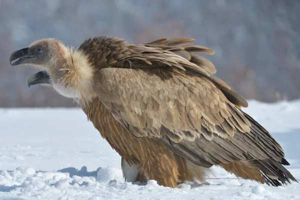 Abutre Griffon na paisagem de inverno — Fotografia de Stock