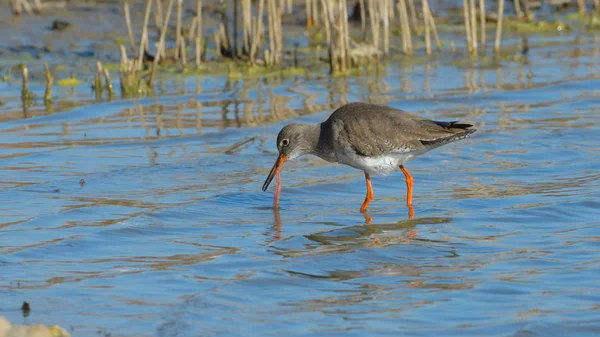 Красный хвостокол (Tringa totanus) — стоковое фото