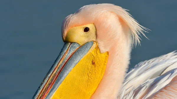 Pelícano blanco (Pelecanus onocrotalus ) —  Fotos de Stock