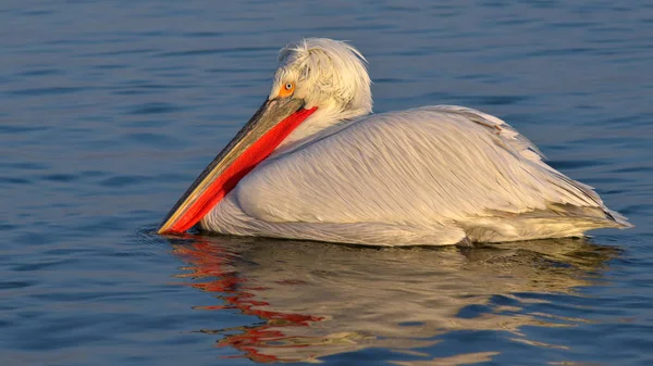 달마티아 펠라 이카 (Pelecanus crispus)) — 스톡 사진