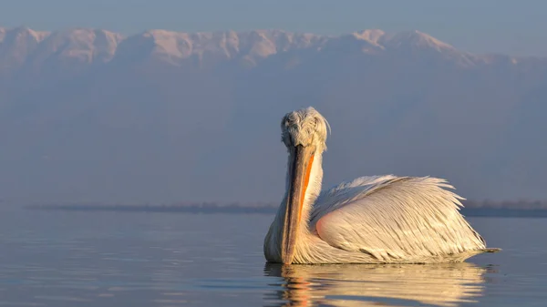 Dalmatische pelikaan (Pelecanus crispus)) — Stockfoto