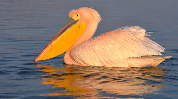 Weißpelikan (Pelecanus onocrotalus)) — Stockfoto