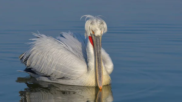 Dalmatian Pelican (Pelecanus crispus) — Stock Photo, Image