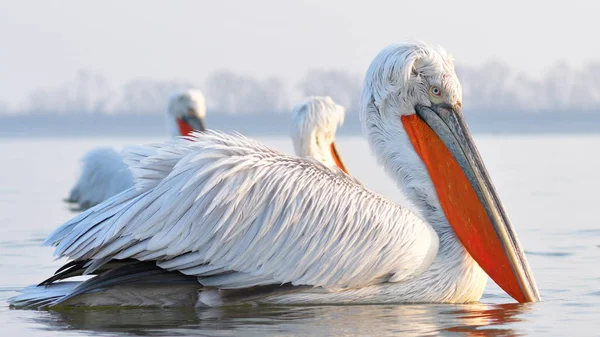 Δαλματίας πελεκάνος (Pelecanus crispus) — Φωτογραφία Αρχείου