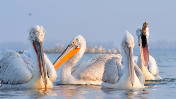 Pelicano dálmata (Pelecanus crispus) — Fotografia de Stock