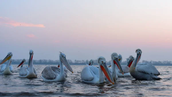 达尔马提亚鹈鹕(Pelecanus crispus)) — 图库照片