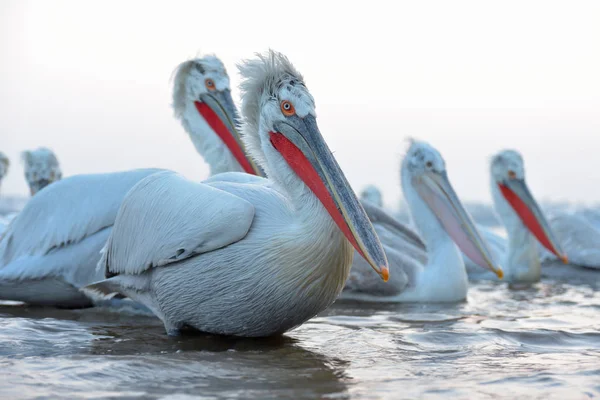 Dalmatische pelikaan (Pelecanus crispus)) — Stockfoto
