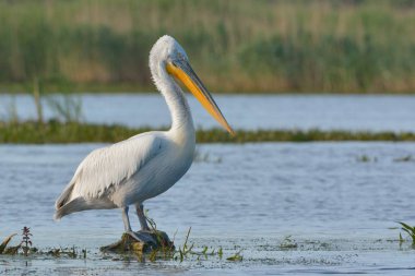 Dalmaçyalı pelikan (Pelecanus crispus)