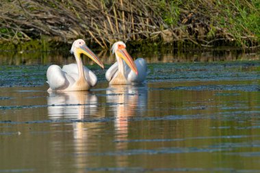 beyaz pelikan (Pelecanus onocrotalus)
