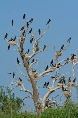 Büyük Karabatak (Phalacrocorax karbo)
