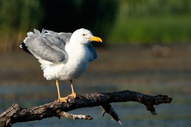 Hazar martı (Larus cachinnans)