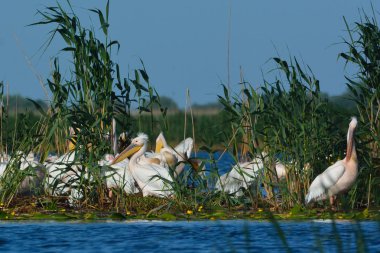 beyaz pelikan (Pelecanus onocrotalus)