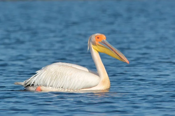 White Pelican (Pelecanus onocrotalus) — Stock Photo, Image