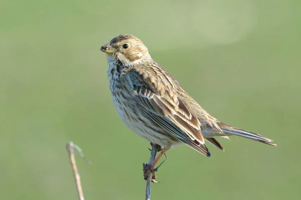 Milho Bunting (Emberiza calandra ) — Fotografia de Stock