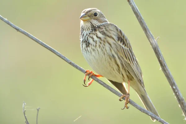 Grauwe gors (emberiza calandra) — Stockfoto