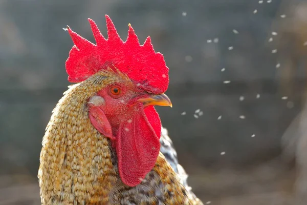 Portrét kohout na farmě — Stock fotografie