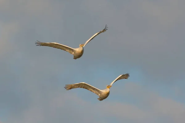 White Pelican (Pelecanus onocrotalus) — Stock Photo, Image