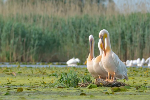 Pélican blanc (Pelecanus onocrotalus) ) — Photo