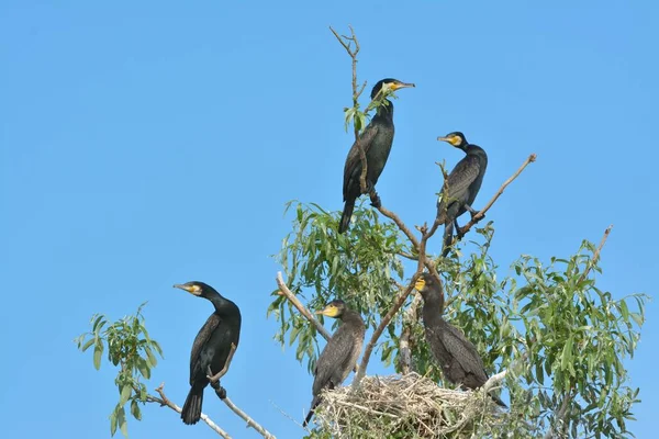 Storskarv (Phalacrocorax carbo)) — Stockfoto