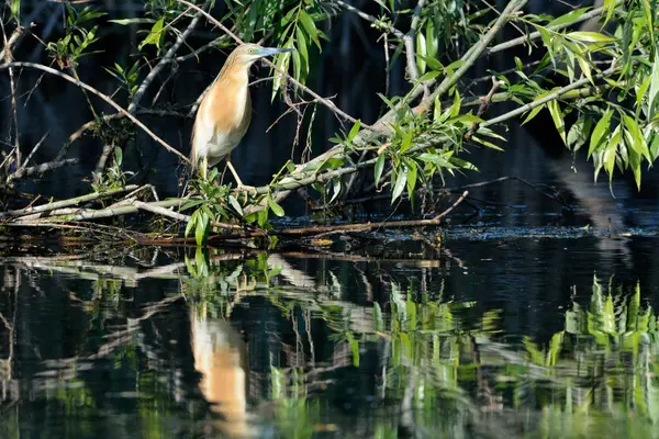 Squacco Heron (Ardeola ralloides) — Stock Photo, Image