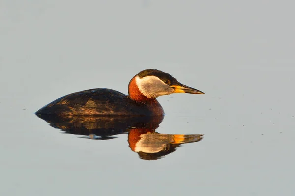 Rode hals fuut op water — Stockfoto