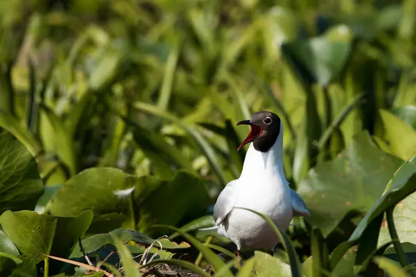 Black Headed Gull (Chroicocephalus ridibundus) — Stock Photo, Image