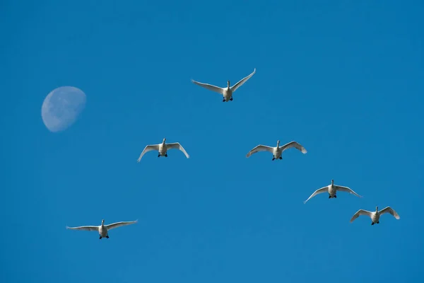 Немой лебедь (Cygnus olor) — стоковое фото