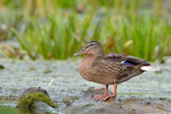 Mallard Duck (Anas platyrhynchos) — Stock Photo, Image