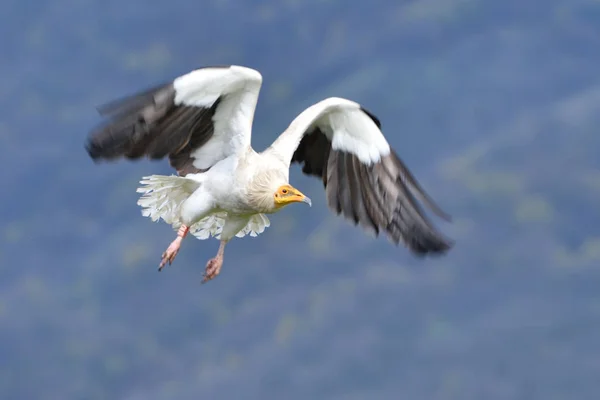 Avvoltoio egiziano in fuga, in montagna — Foto Stock