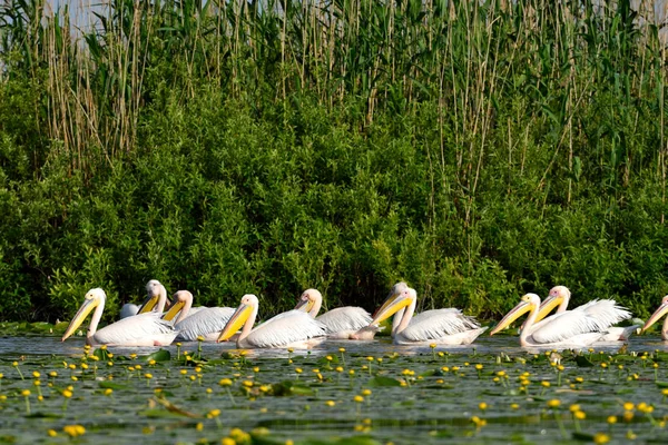 Pellicano bianco (Pelecanus onocrotalus ) — Foto Stock