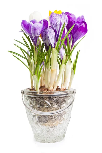 Crocuses on a white background — Stock Photo, Image