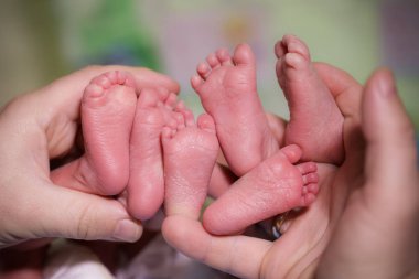 A mother is holding in the hands feet of newborn triplets baby. clipart