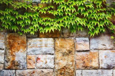 Grunge duvar arka plan bitki örtüsü ile