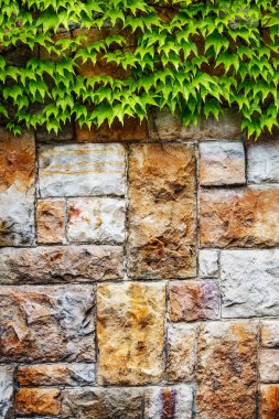 Grunge duvar arka plan bitki örtüsü ile