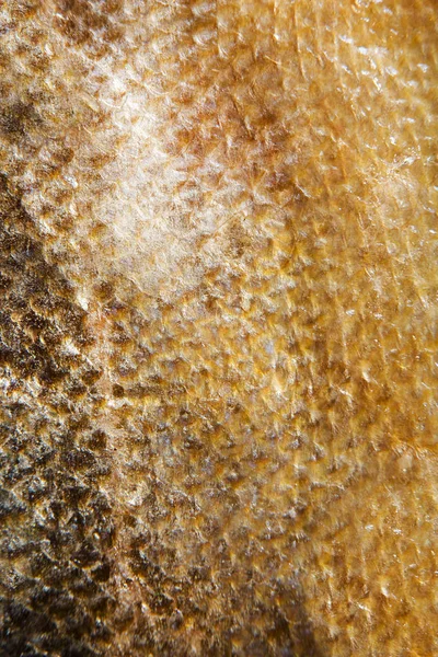 Лососеві золоті рибні луски гранж текстури фону — стокове фото
