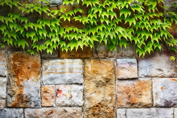 Grunge wall background with foliage — Stock Photo, Image