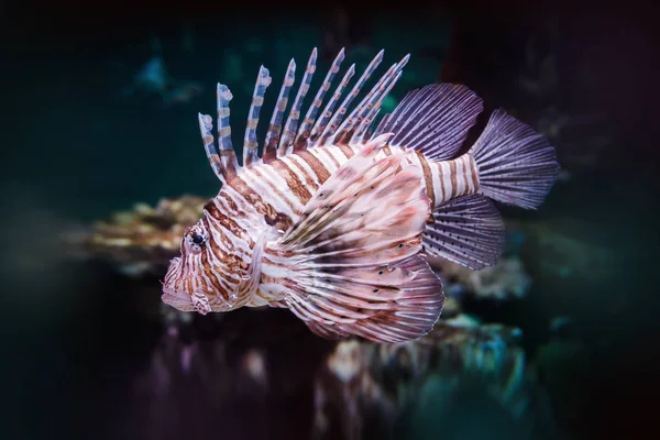 Pterois volitans. Ψάρια ενυδρείου κόκκινο lionfish (Pterois volitans) — Φωτογραφία Αρχείου