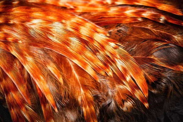 Bright Colorful Feathers Some Bird — Stock Photo, Image