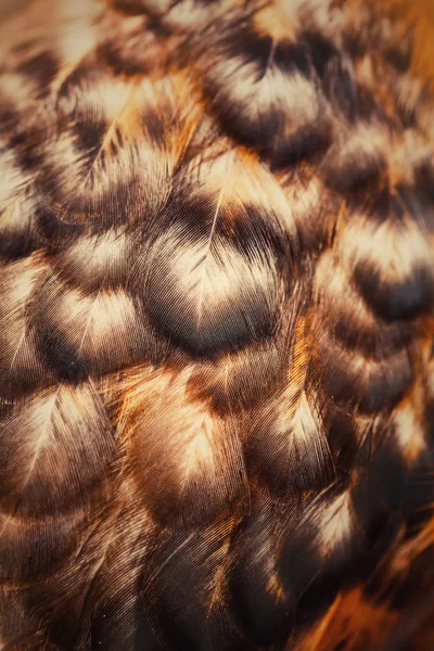 Leuchtend Bunte Federn Eines Vogels — Stockfoto