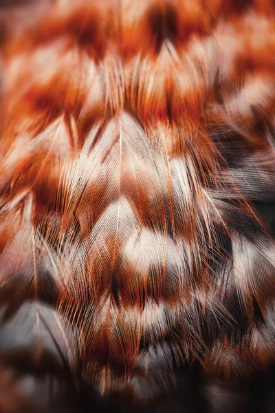 Plumes Colorées Lumineuses Certains Oiseaux — Photo