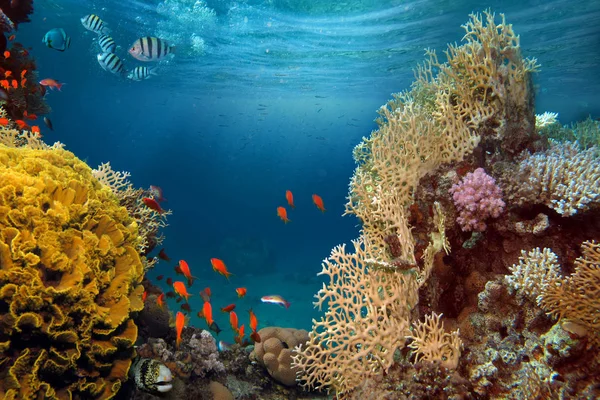 Lumière Solaire Vivifiante Sous Eau Rayons Soleil Brillants Sous Eau — Photo