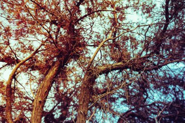 izole ağaçlar silüeti