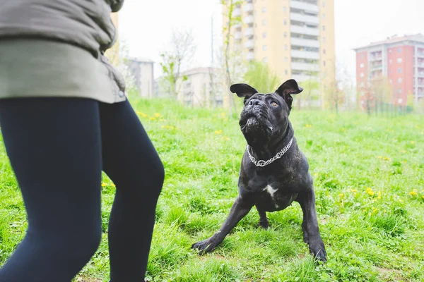 Kvinna som spelar i parken med hund — Stockfoto