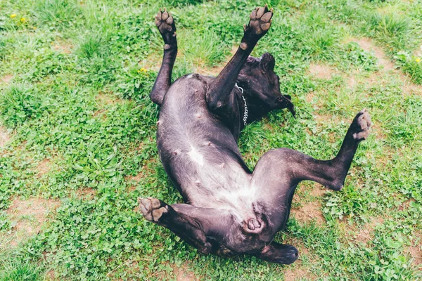 Cane che rotola nel parco — Foto Stock