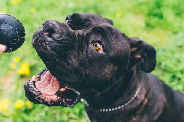 Woman holding ball, playing with dog — Stock Photo, Image