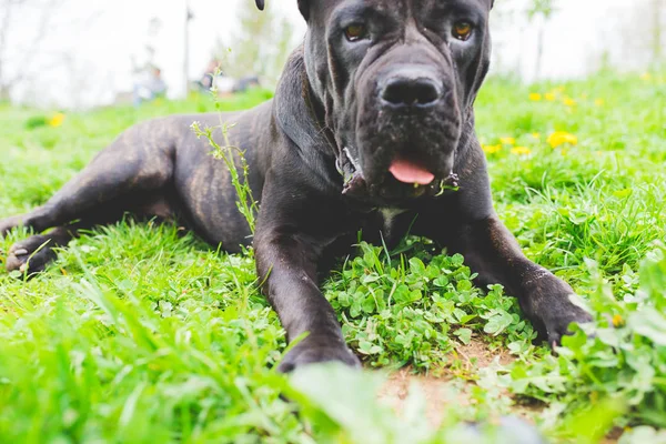 Pies siedzi na trawie — Zdjęcie stockowe