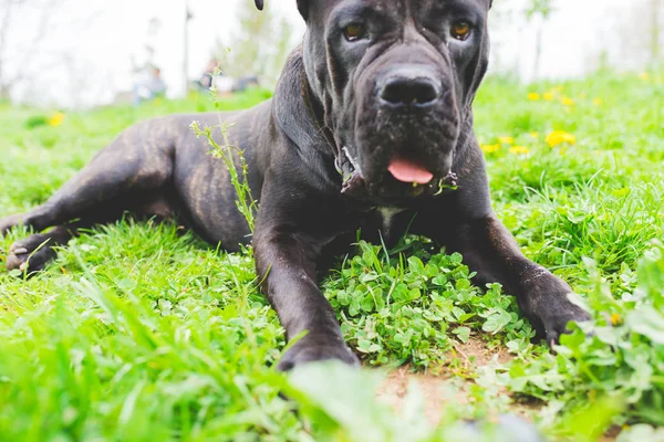 Çimenlerin üzerinde oturan köpek — Stok fotoğraf