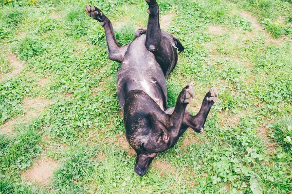 Cane godendo di tempo fuori — Foto Stock