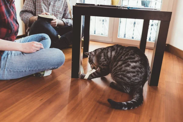 Cat playing with yardstick — Stock Photo, Image
