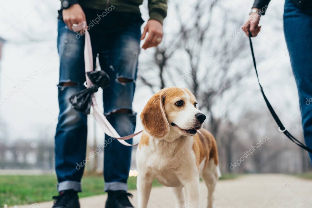 man outdoor with french bulldog puppy